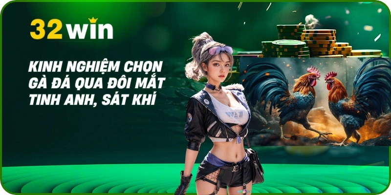 Cách chọn gà đá - Bí Kíp Xem Tướng & Vảy Từ Chuyên Gia 3 Kinh nghiệm chọn gà đá qua đôi mắt tinh anh, sát khí